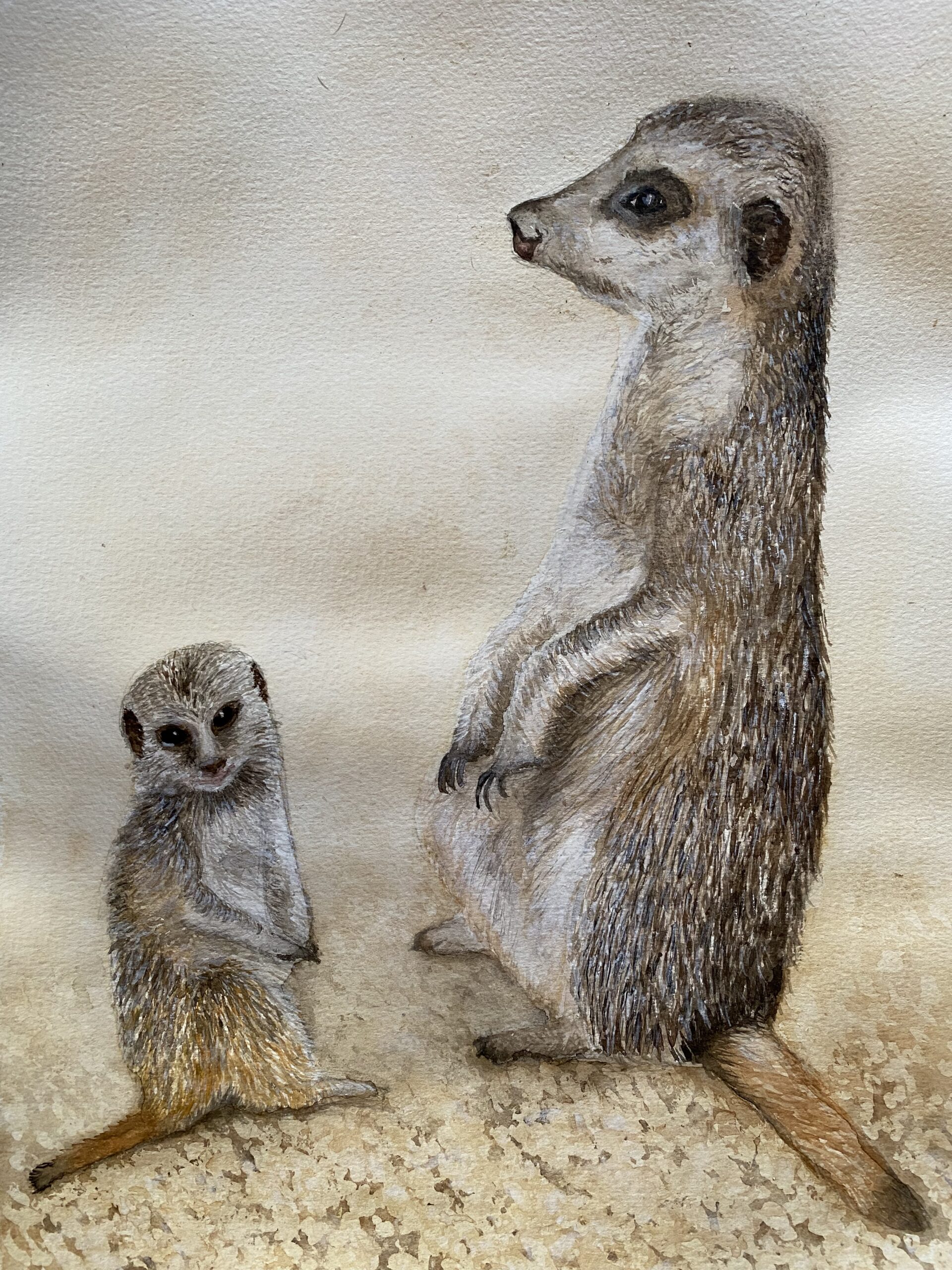 Meerkat Watercolour-animal painting retreat.