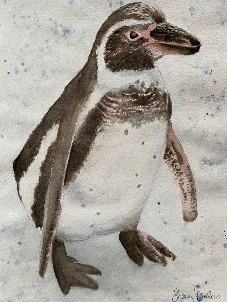 penguin watercolour by Sharon Brookes