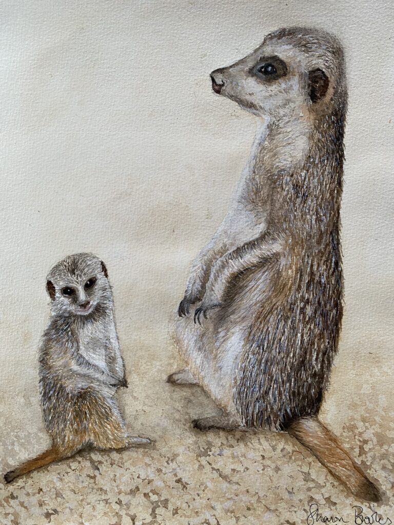 meerkat watercolour by Sharon Brookes