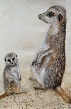 meerkat watercolour art retreat