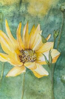 watercolour, flower, course