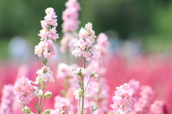 "Pretty in Pink" Digital Photograph