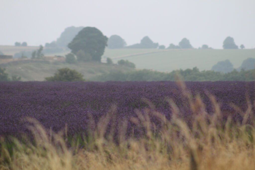 lavender fields photograph, flora and fauna photography course