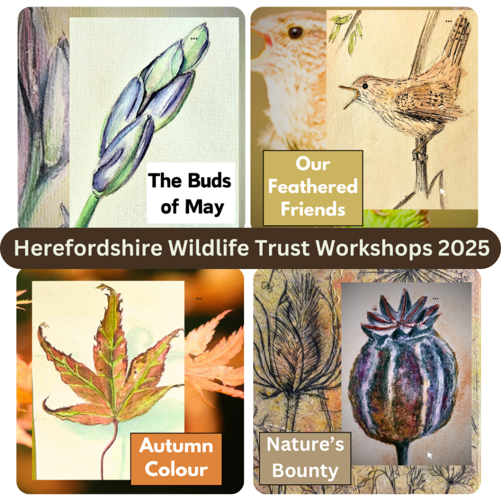  nature journalling workshops image